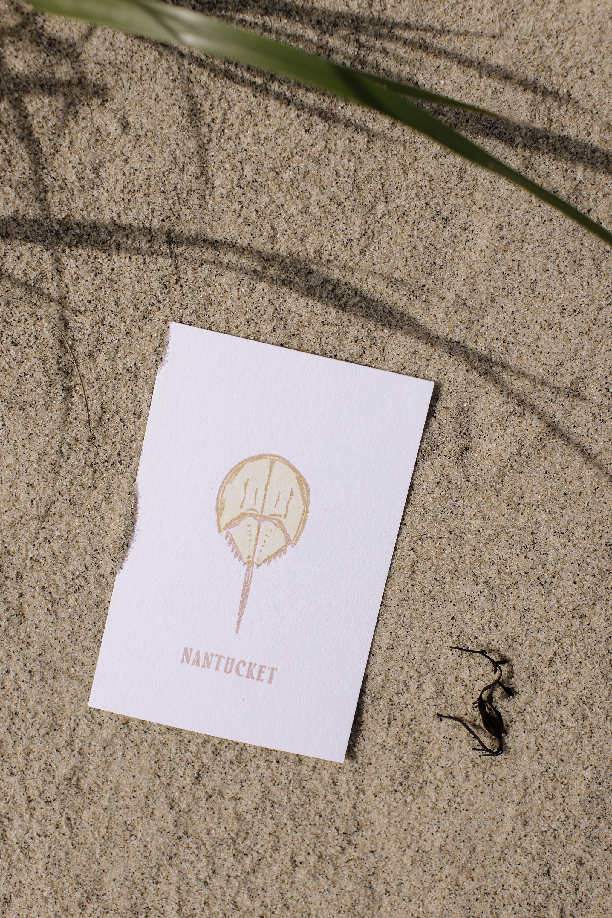 Card with a horseshoe crab illustration and 'Nantucket' text on sand